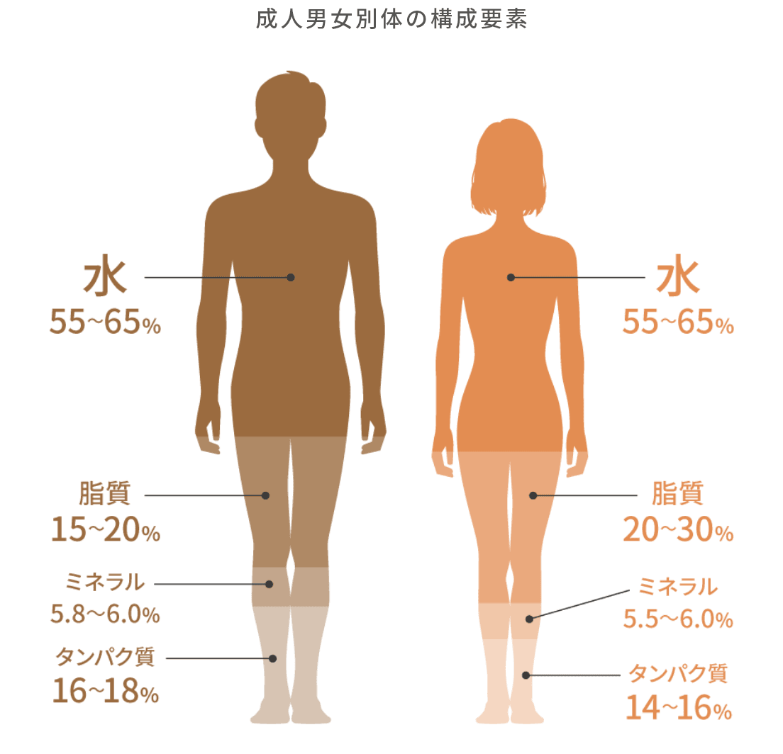 成人男女別体の構成要素 男性：水55～65％、脂質15～20％、ミネラル5.8％～6.0％、タンパク質16～18％、女性：水55～65％、脂質20～30％、ミネラル5.5％～6.0％、タンパク質14～16％